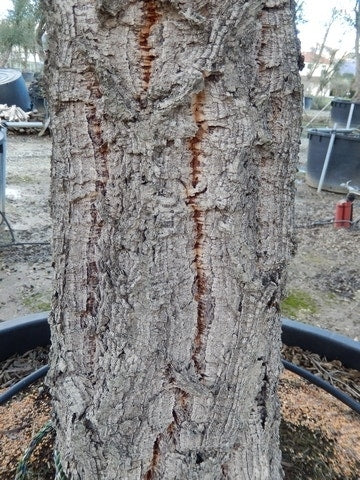  Kurkeik Als Solitair (Quercus Suber)