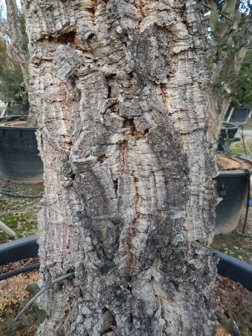  Kurkeik Als Solitair (Quercus Suber)