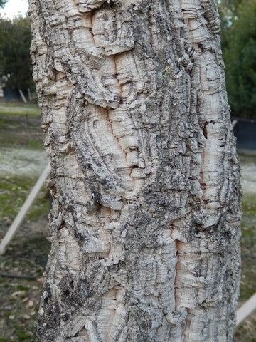  Kurkeik (Quercus Suber)