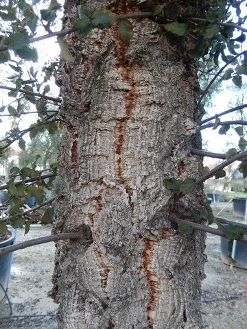  Kurkeik Als Solitair (Quercus Suber)