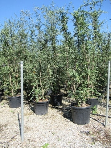 Kurkeik Meerstammig (Quercus Suber)