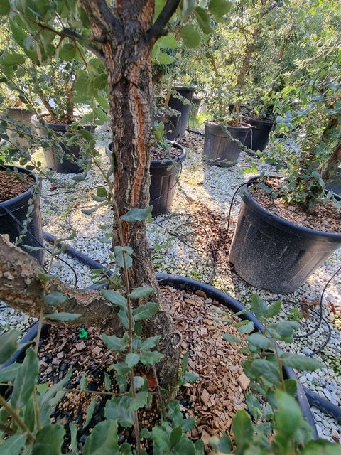 Kurkeik Meerstammig (Quercus Suber)