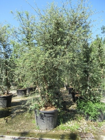  Kurkeik Meerstammig (Quercus Suber)