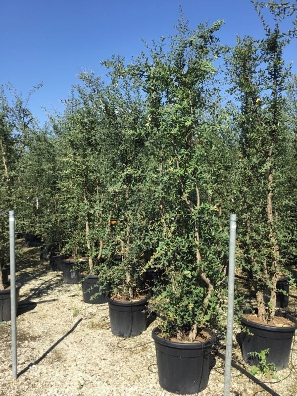  Kurkeik Meerstammig (Quercus Suber)