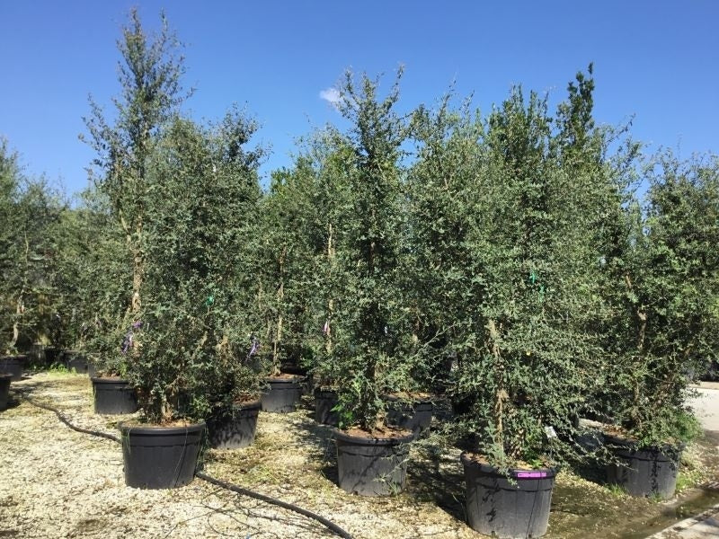  Kurkeik Meerstammig (Quercus Suber)