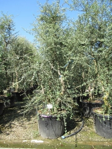  Kurkeik Meerstammig (Quercus Suber)