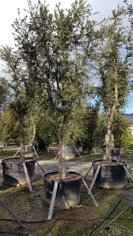  Kurkeik Als Solitair (Quercus Suber)