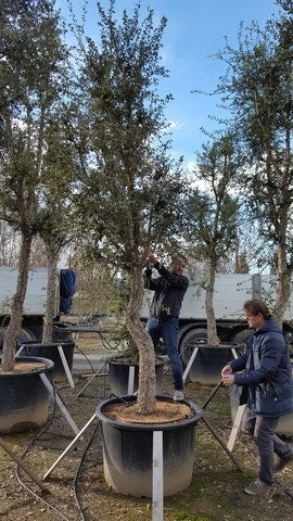  Kurkeik Als Solitair (Quercus Suber)