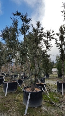  Kurkeik Als Solitair (Quercus Suber)
