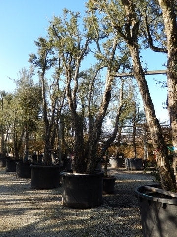  Kurkeik Als Solitair (Quercus Suber)