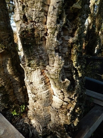  Kurkeik Als Solitair (Quercus Suber)