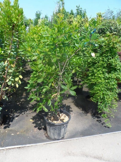 Oostenrijkse Eik (Quercus Turneri 'Pseudoturneri')