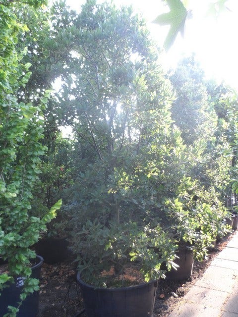  Oostenrijkse Eik (Quercus Turneri 'Pseudoturneri')
