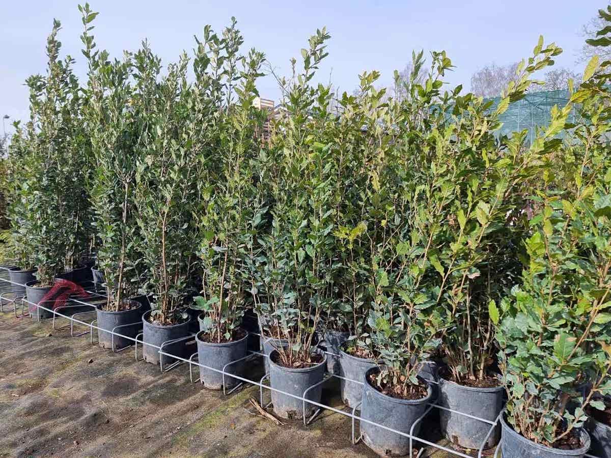  Steeneik Als Struik (Quercus Ilex)
