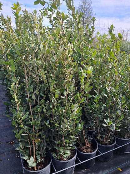  Steeneik Als Struik (Quercus Ilex)