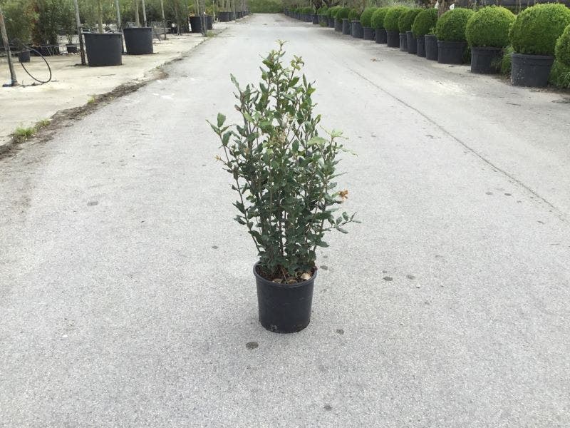  Steeneik Als Struik (Quercus Ilex)
