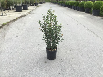  Steeneik Als Struik (Quercus Ilex)