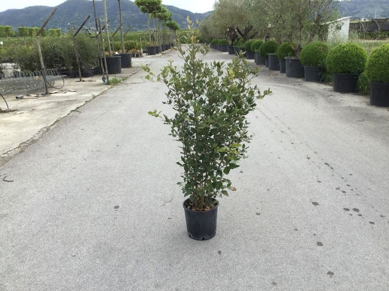  Steeneik Als Struik (Quercus Ilex)
