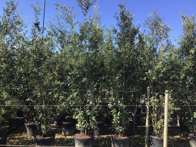  Steeneik Als Struik (Quercus Ilex)