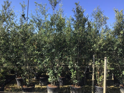  Steeneik Als Struik (Quercus Ilex)