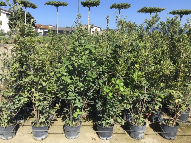  Steeneik Als Struik (Quercus Ilex)