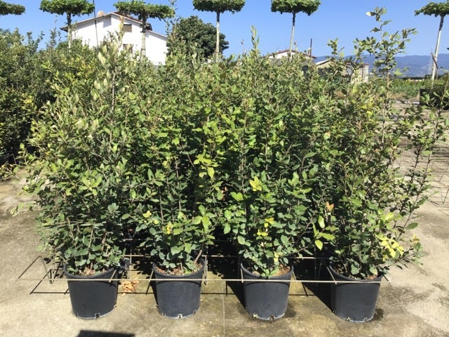  Steeneik Als Struik (Quercus Ilex)