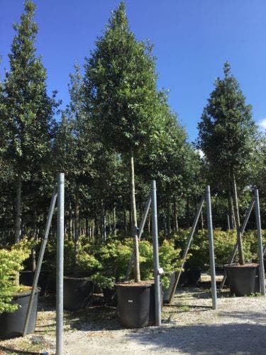  Steeneik Als Boom (Quercus Ilex)