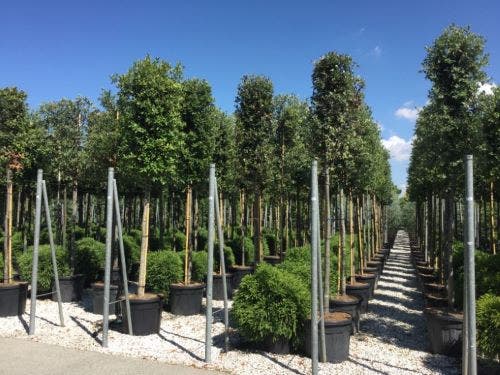  Steeneik Als Boom (Quercus Ilex)