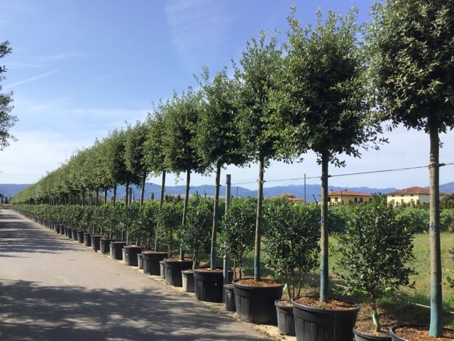  Steeneik Als Boom (Quercus Ilex)