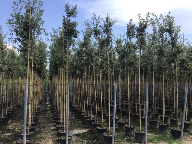  Steeneik Als Boom (Quercus Ilex)