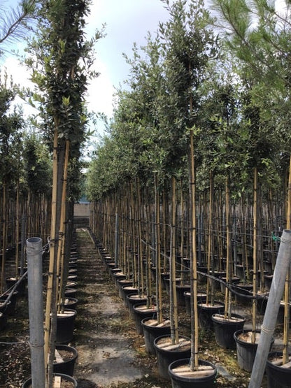  Steeneik Als Boom (Quercus Ilex)