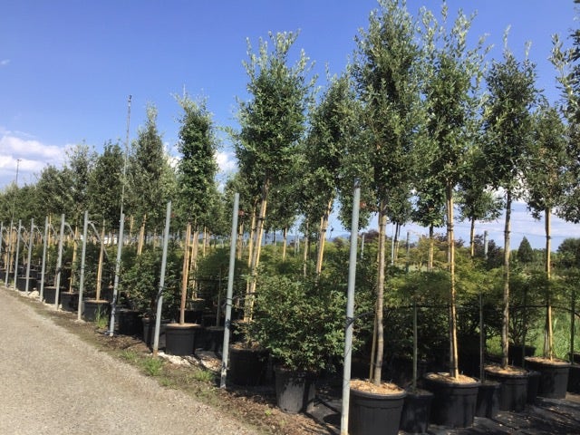  Steeneik Als Boom (Quercus Ilex)