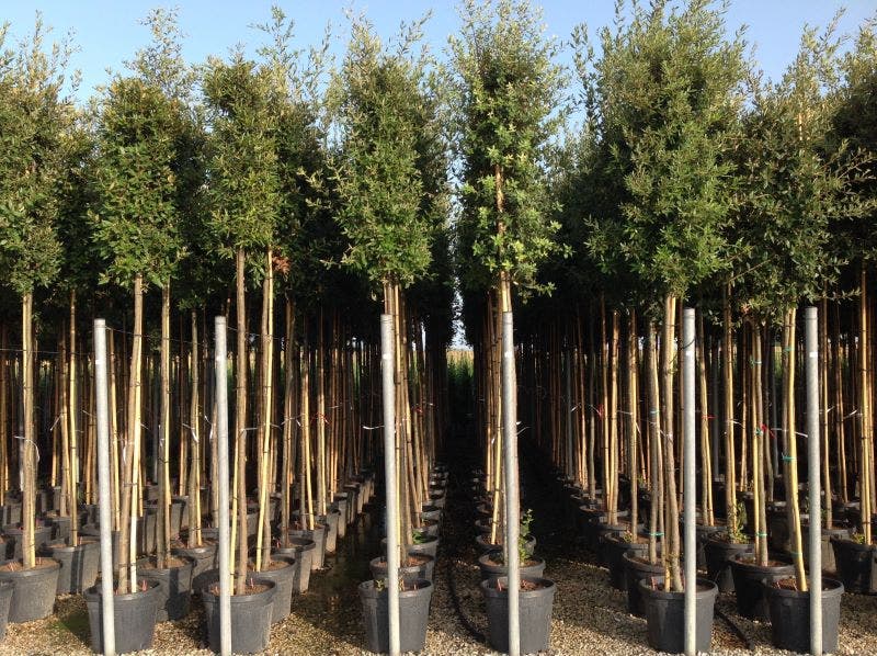  Steeneik Als Boom (Quercus Ilex)