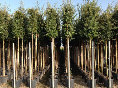  Steeneik Als Boom (Quercus Ilex)