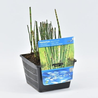  Holpijp (Equisetum Japonica)