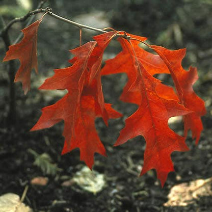 Moeraseik (Quercus Palustris)