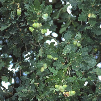  Zomereik, Bosplantsoen (Quercus Robur)