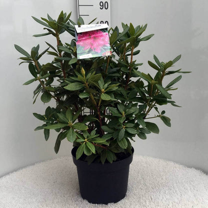  Rhododendron (Rhododendron 'Cosmopolitan')