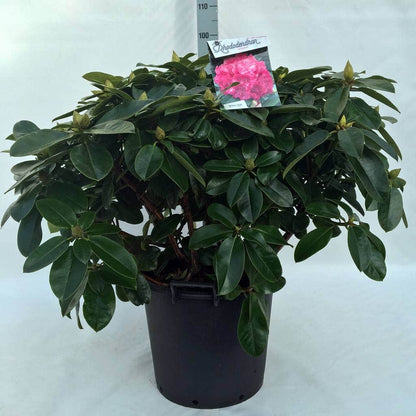  Rhododendron (Rhododendron 'Germania')