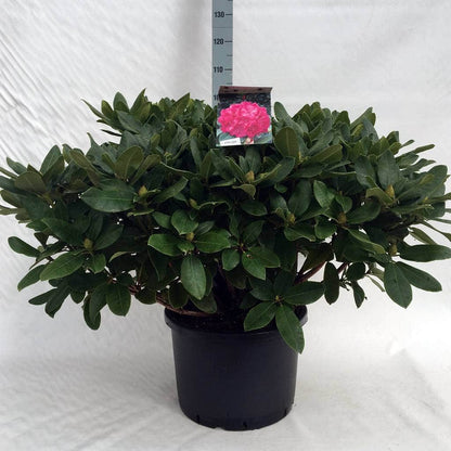  Rhododendron (Rhododendron 'Germania')