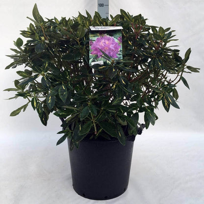  Rhododendron (Rhododendron 'Goldflimmer')
