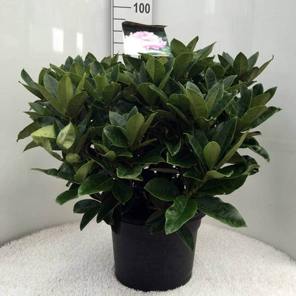  Rhododendron (Rhododendron 'Gomer Waterer')