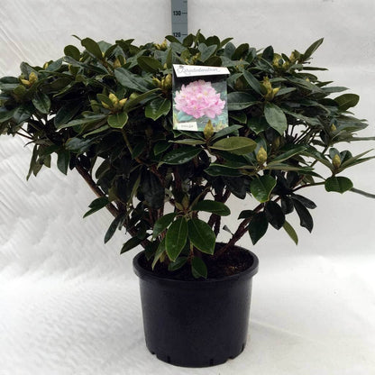  Rhododendron (Rhododendron 'Gomer Waterer')