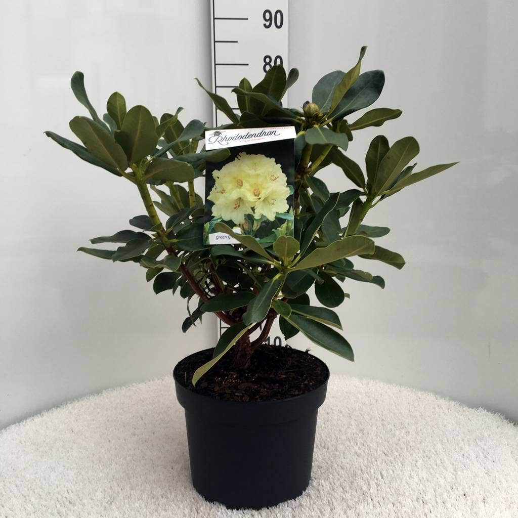  Rhododendron (Rhododendron 'Horizon Monarch')