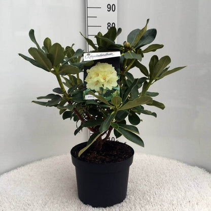  Rhododendron (Rhododendron 'Horizon Monarch')