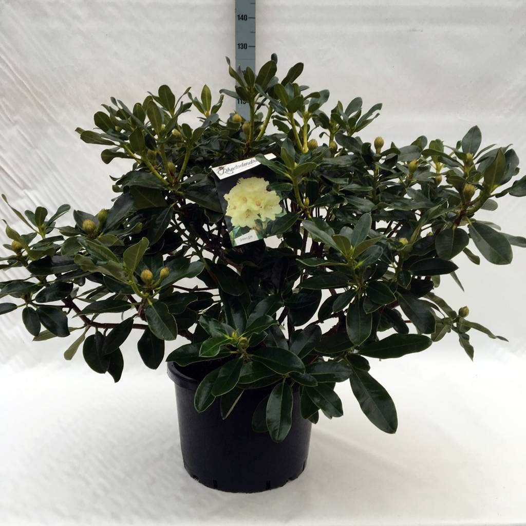  Rhododendron (Rhododendron 'Horizon Monarch')