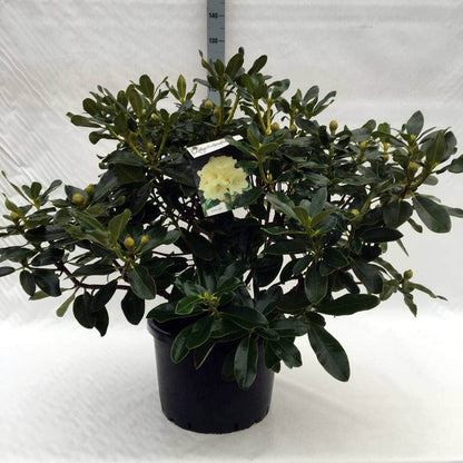  Rhododendron (Rhododendron 'Horizon Monarch')