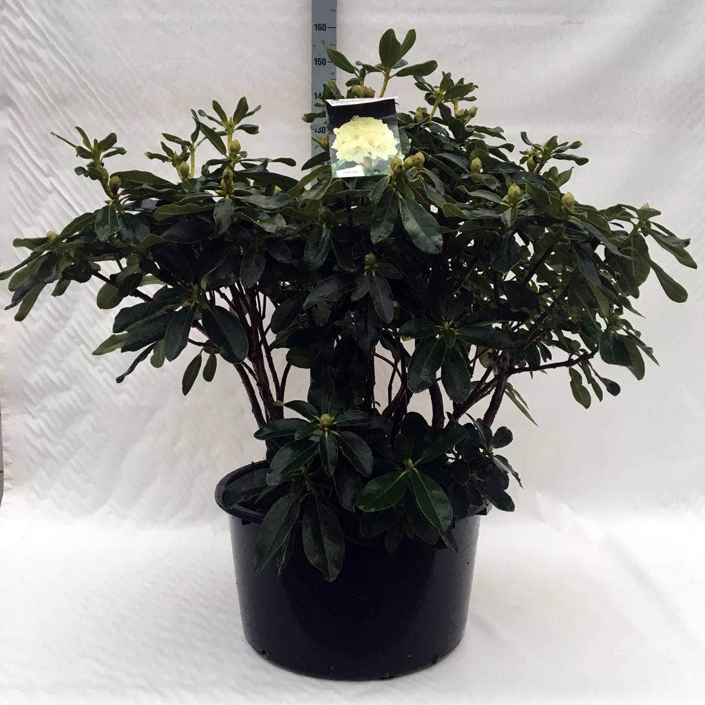  Rhododendron (Rhododendron 'Horizon Monarch')