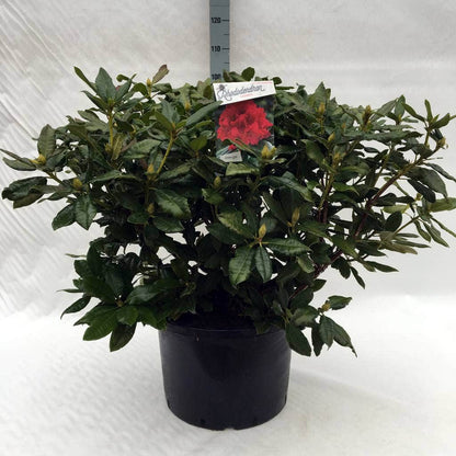  Rhododendron (Rhododendron 'Lord Roberts')