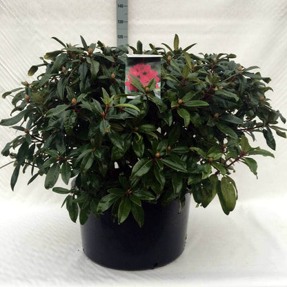  Rhododendron (Rhododendron 'Marie Forte')